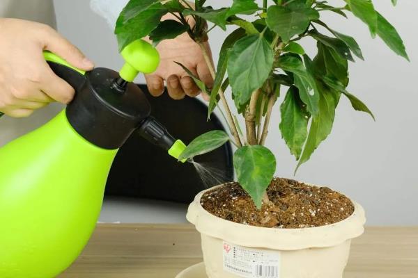 扶桑花花蕾总掉的补救方法，需及时追施肥料