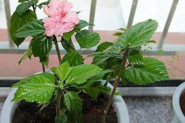 扶桑花花蕾总掉的补救方法，需及时追施肥料
