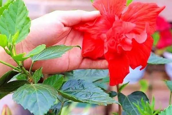 扶桑花花蕾总掉的补救方法，需及时追施肥料