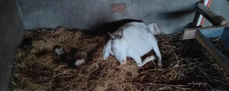 母羊产仔前的征兆，分娩前数小时具有时常回头看腹、频繁排尿等表现