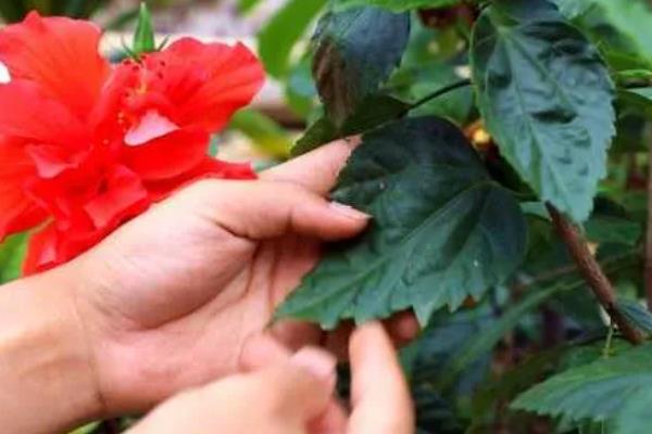 扶桑花花蕾总掉的补救方法，需及时追施肥料