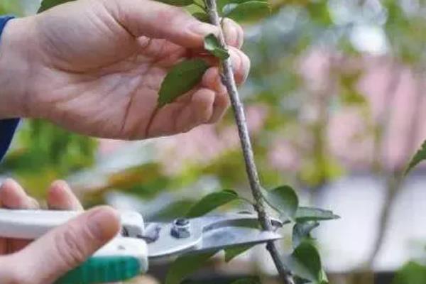 扶桑花花蕾总掉的补救方法，需及时追施肥料