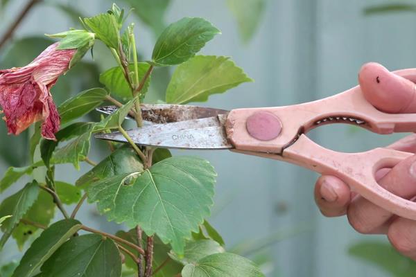 扶桑花花蕾总掉的补救方法，需及时追施肥料
