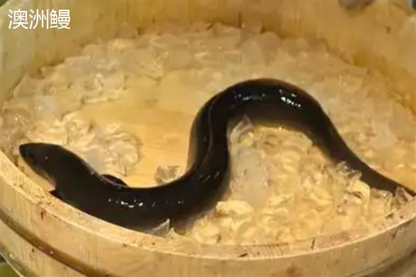 鳗鱼和带鱼的区别，前者属于鳗鲡科、后者属于带鱼科