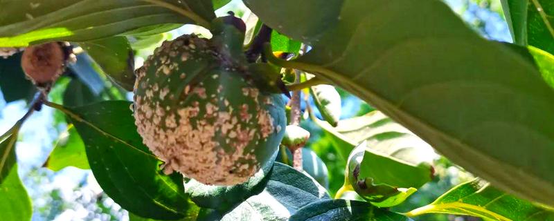 柿子树的常见虫害，有柿蚧虫、柿蒂虫等