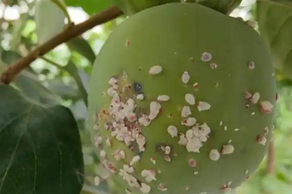 柿子树的常见虫害，有柿蚧虫、柿蒂虫等