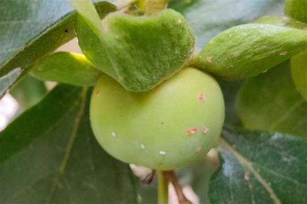 柿子树的常见虫害，有柿蚧虫、柿蒂虫等