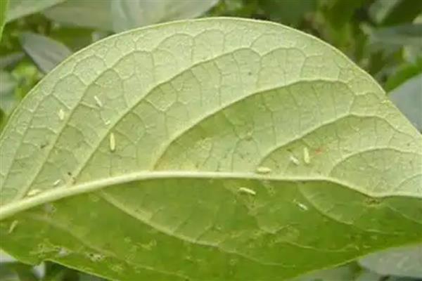 柿子树的常见虫害，有柿蚧虫、柿蒂虫等