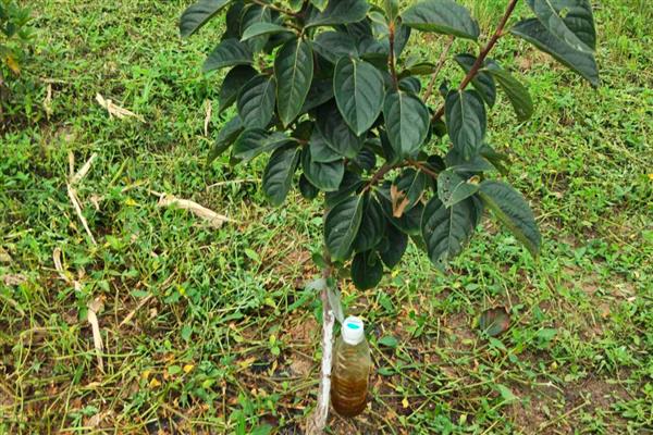 柿子树的常见虫害，有柿蚧虫、柿蒂虫等