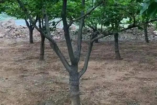 柿子树的常见虫害，有柿蚧虫、柿蒂虫等