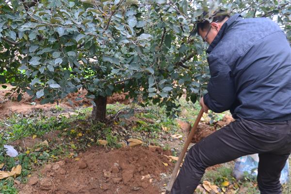 柿子树的常见虫害，有柿蚧虫、柿蒂虫等