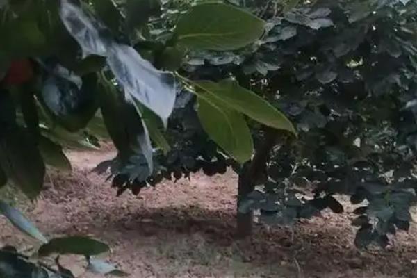 柿子树的常见虫害，有柿蚧虫、柿蒂虫等
