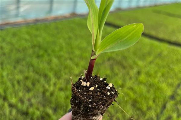黑玉米怎么培育，抽穗扬花期需人工授粉1-2次