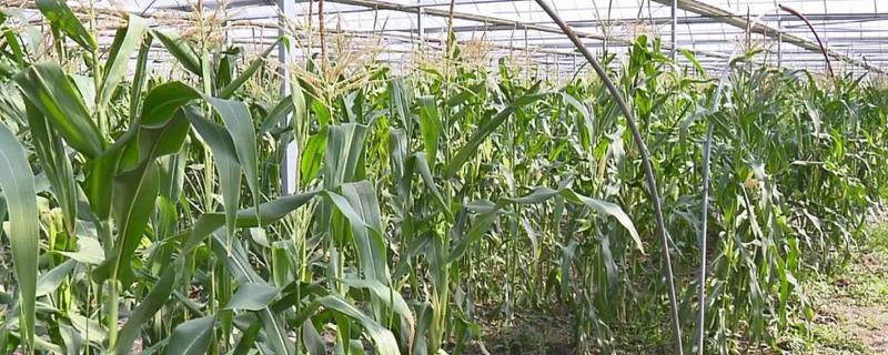 黑玉米怎么培育，抽穗扬花期需人工授粉1-2次