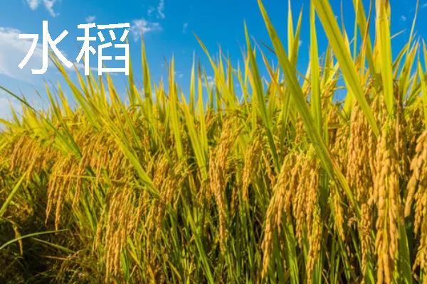 秋天有哪些成熟的农作物，常见的有玉米、水稻等