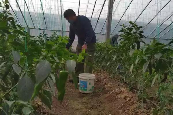 磷钾肥的种类，常见草木灰、磷酸二氢钾等类型