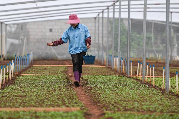 磷钾肥的种类，常见草木灰、磷酸二氢钾等类型