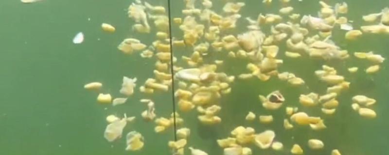 能不能直接用玉米打窝，效果较好可吸引草鱼、鳊鱼等鱼类