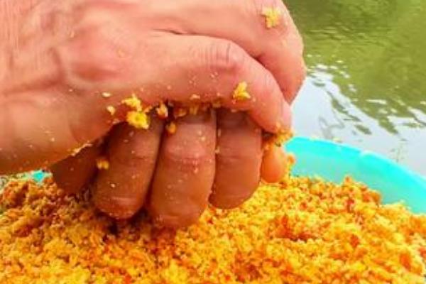 能不能直接用玉米打窝，效果较好可吸引草鱼、鳊鱼等鱼类