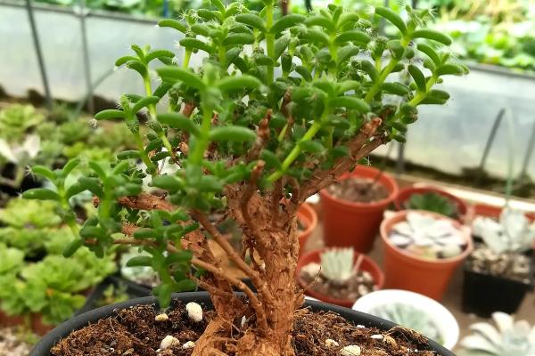 姬红小松的种植方法，修剪枝叶消毒晾干后再水培