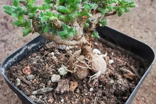 姬红小松的种植方法，修剪枝叶消毒晾干后再水培