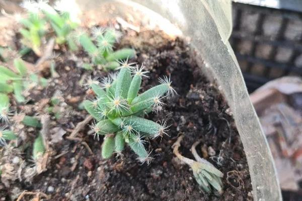姬红小松的种植方法，修剪枝叶消毒晾干后再水培
