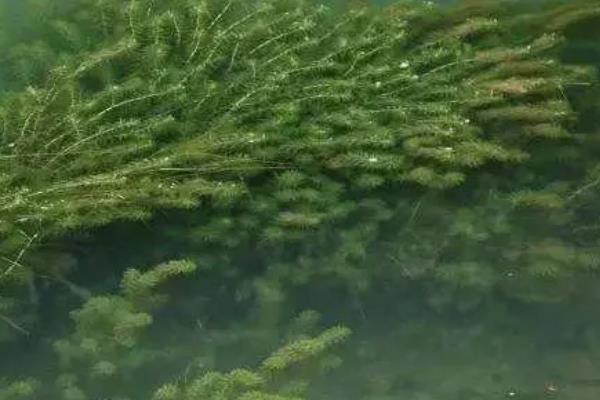 黑藻是不是低等植物，体内没有线粒体属于高等植物