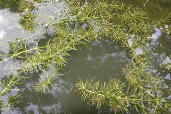 黑藻是不是低等植物，体内没有线粒体属于高等植物