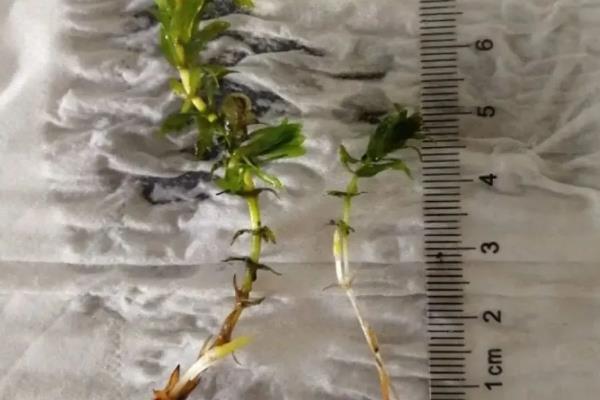 黑藻是不是低等植物，体内没有线粒体属于高等植物
