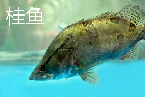 桂鱼为什么比鲈鱼贵，前者养殖成本要高