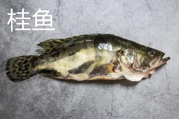 桂鱼为什么比鲈鱼贵，前者养殖成本要高