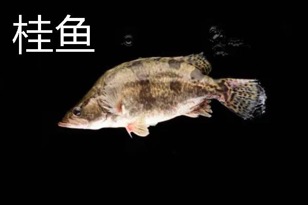 桂鱼为什么比鲈鱼贵，前者养殖成本要高