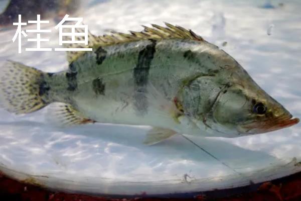 桂鱼为什么比鲈鱼贵，前者养殖成本要高