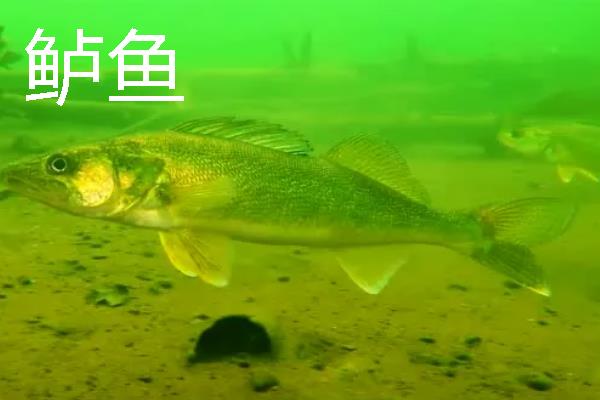 桂鱼为什么比鲈鱼贵，前者养殖成本要高