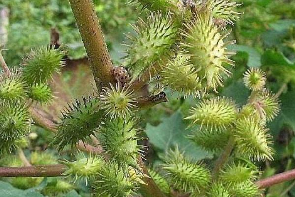 苍耳要经历哪些生长阶段，具有萌芽期、生长期、结果期