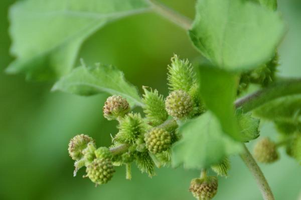 苍耳要经历哪些生长阶段，具有萌芽期、生长期、结果期