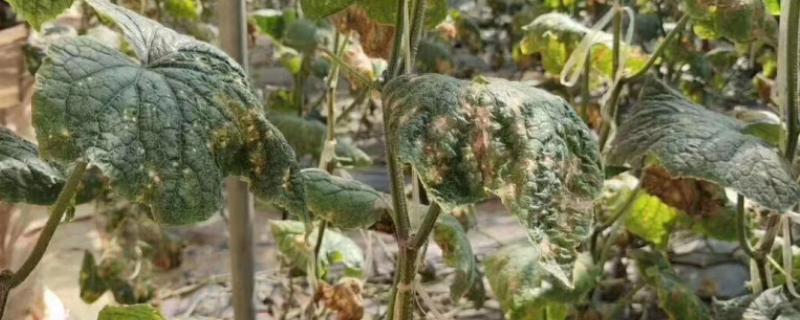怎么防治黄瓜靶斑病，清除病体并烧毁可减少侵染源