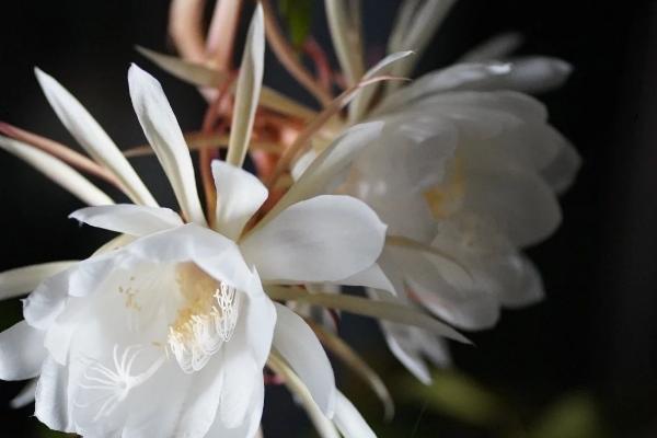 昙花的花语，寓意短暂、珍惜等