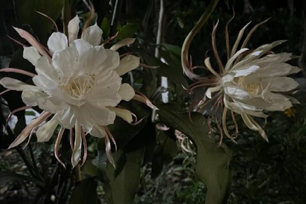 昙花的花语，寓意短暂、珍惜等