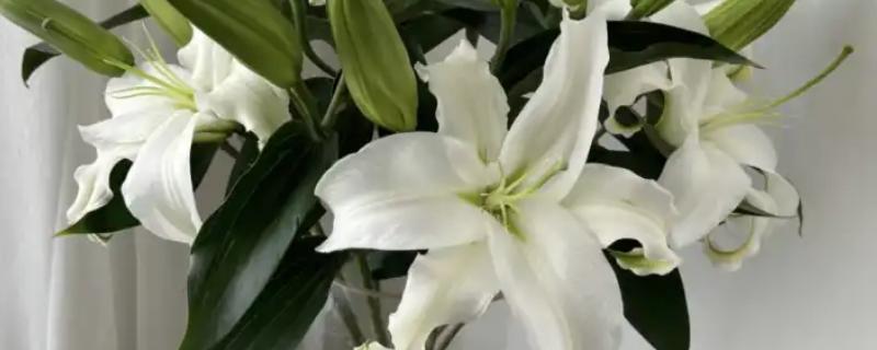 香水百合开完花后如何处理，需将凋谢的残花剪去