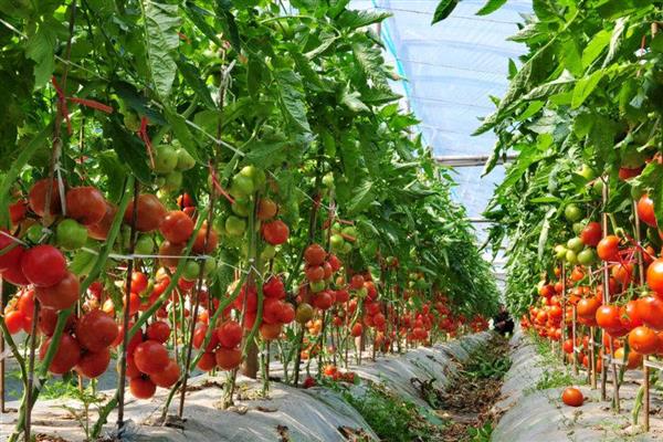 西红柿重茬如何解决，栽种后要定期喷施多菌灵等药剂