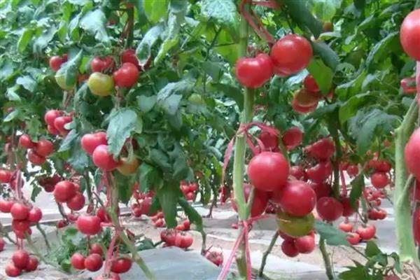 西红柿重茬如何解决，栽种后要定期喷施多菌灵等药剂