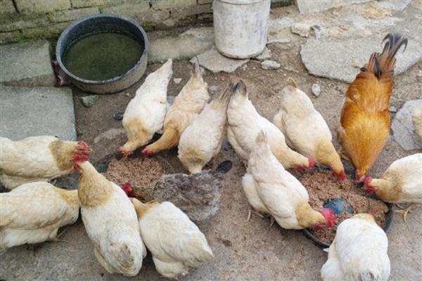 鸡不消化怎么办，在饲料中添加苦味调节剂具有一定疗效