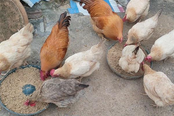 鸡不消化怎么办，在饲料中添加苦味调节剂具有一定疗效