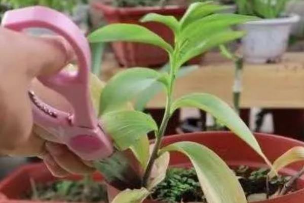 香水百合开完花后如何处理，需将凋谢的残花剪去