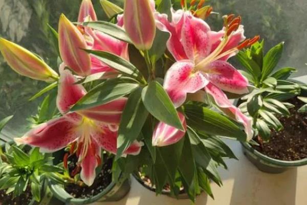 香水百合开完花后如何处理，需将凋谢的残花剪去
