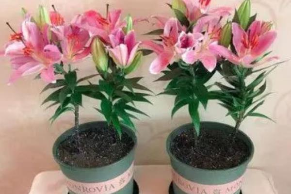 香水百合开完花后如何处理，需将凋谢的残花剪去