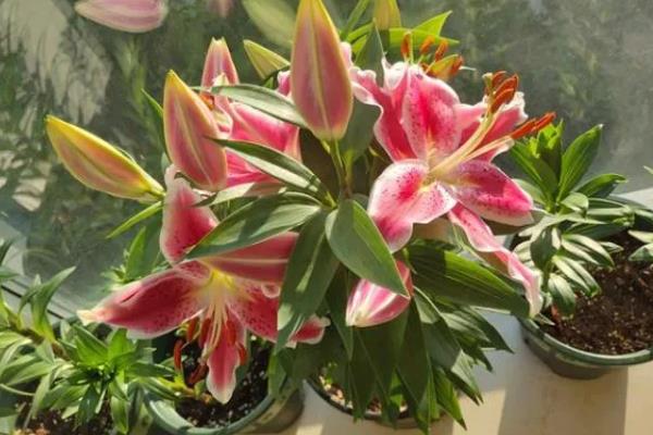 香水百合开完花后如何处理，需将凋谢的残花剪去