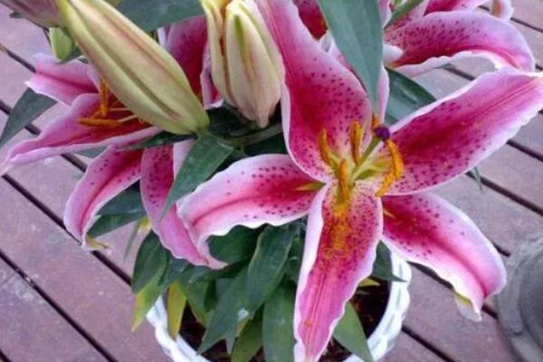 香水百合开完花后如何处理，需将凋谢的残花剪去