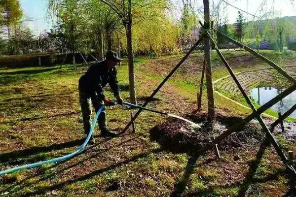 马褂木的繁殖方法，以播种和扦插为主
